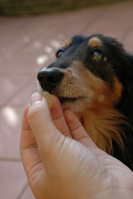 ブドウはんぶんこしよ。美味しいね。ルパンと食べると格別だね。