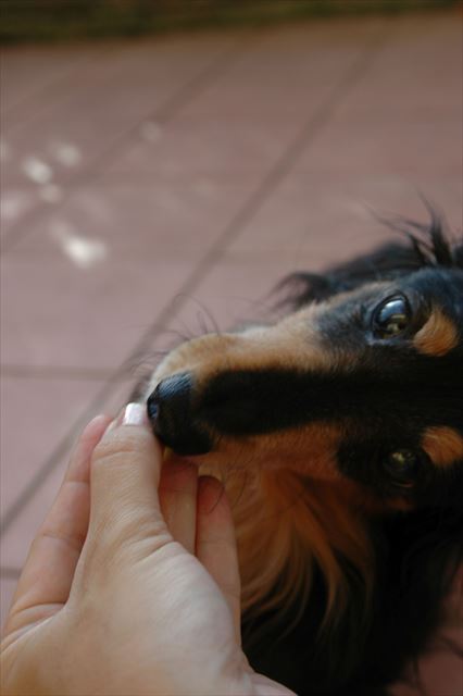 papaが育てたブドウだよ。美味しい？美味しい！