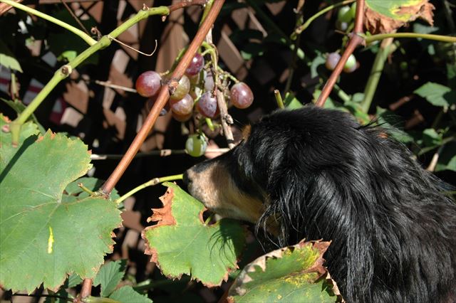 ブドウだよ。ルパンに喜んで欲しくて大事に育てたブドウだよ。