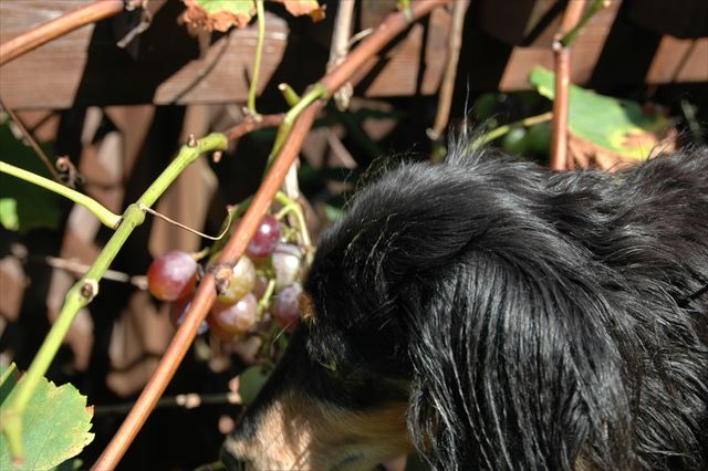今年もブドウ大きくなってるよ。いつでも食べに来て。