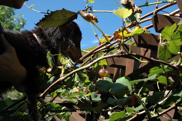 ブドウの木はルパンがいた頃と同じままだよ。