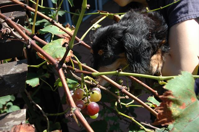 ブドウだよ。ルパンに食べて欲しくて育てたブドウだよ。