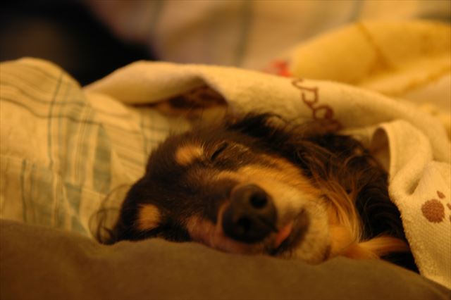 よく寝てる。バスタオルかけてあげるよ。