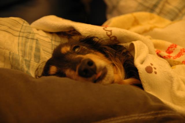テレビ見てるpapaにピッタリ寄り添って爆睡。風邪ひかないで！バスタオルかけといてあげる・・
