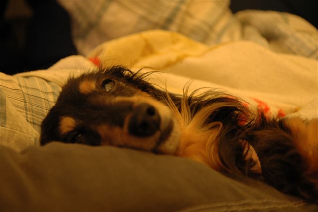 あ、起こしちゃった？あんまりかわいいから写真撮ってたんだ。ごめんごめん・・