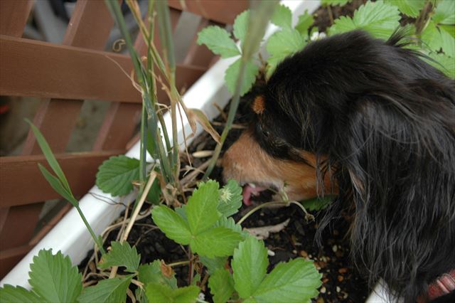 苺。ルパンがいた頃の株からランナーが伸び今でも元気に育ってるよ。