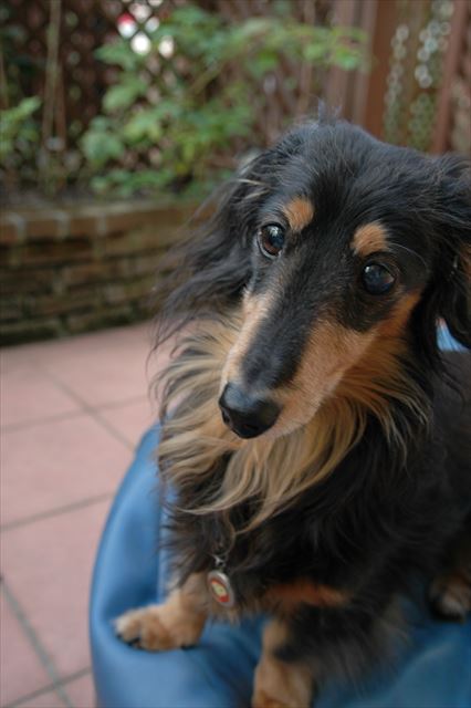 お庭であそぼ。