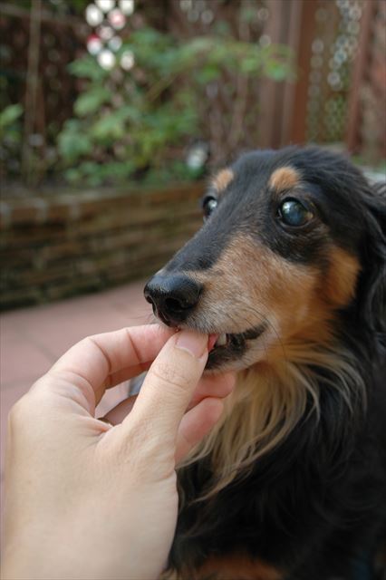 ごほうび、あげる♪