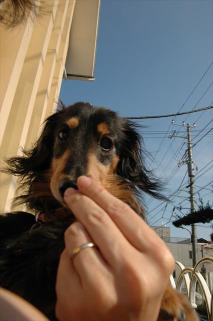 私のひざの上。「食べる？」「うん、食べる！」