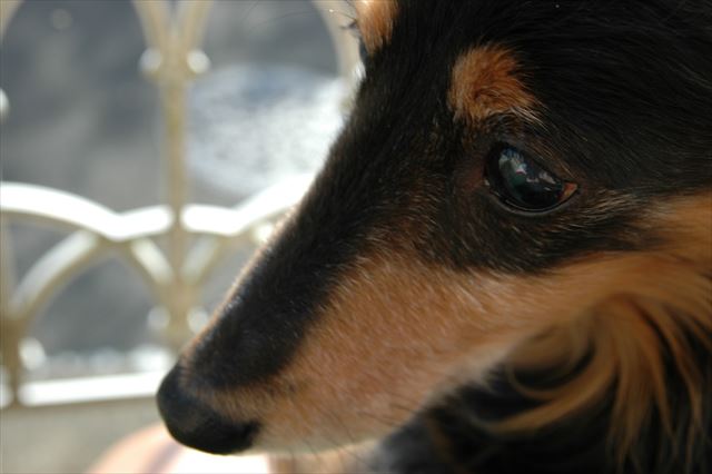 ルパンの目に映るもの、私もすべて見たい・・そう思ってた。