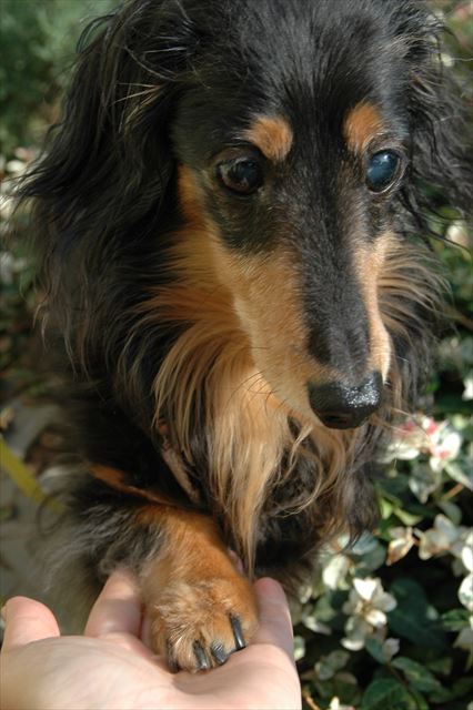 「ちょうだい♪」。ルパンはおしゃべり。表情や仕草で懸命に訴えてくる子だった。