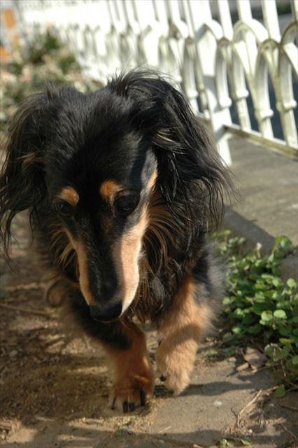 一生懸命歩いてるね。ルパンはいつも一生懸命だったね。