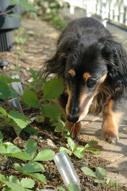 そうだよ。それはルパンのイチゴだよ。来年もたくさん成るといいね・・