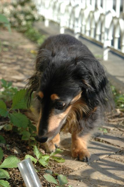 今日もお散歩。お庭をお散歩。