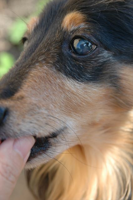 私の手を噛まないようにおやつもらうの、上手だったね。えらかったね。