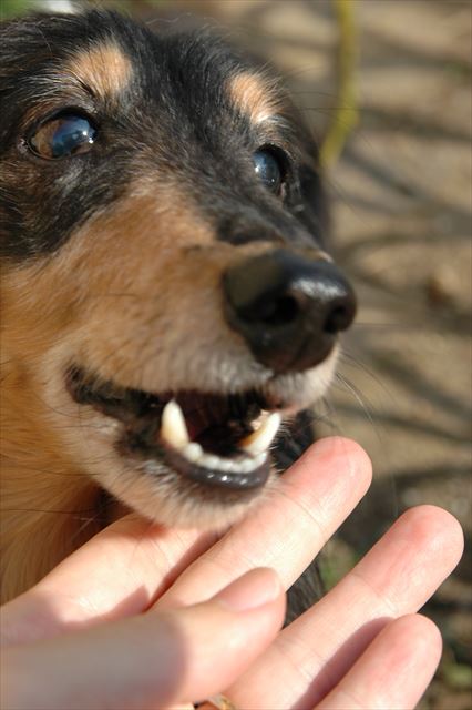 何をしててもかわいくて。表情豊かで。ルパンは私にとって世界一。