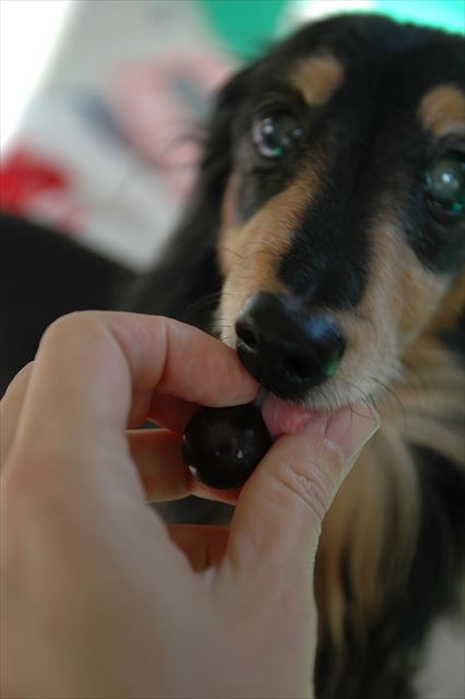 papaが育てたブドウだよ。夏の終わりを告げるブドウだね・・