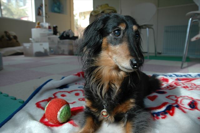 親バカかな・・ルパンのかわいさは世界一。今でも世界一。