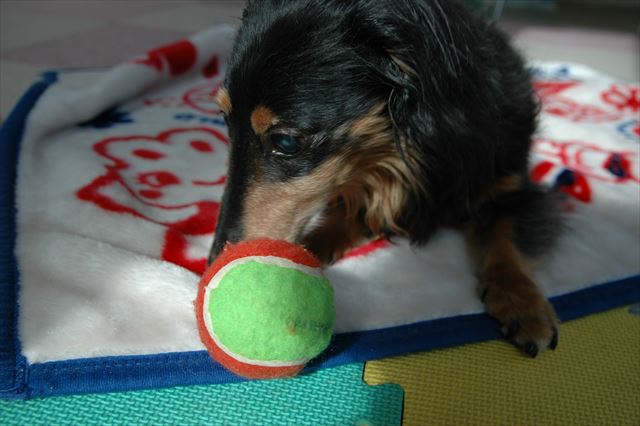 日当たりのいいこの部屋でルパンと遊ぶのが大好きだったよ。