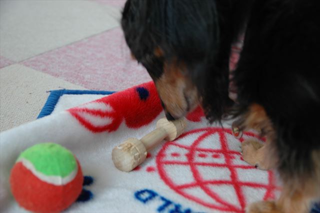 クンクン・・それで遊ぶ？