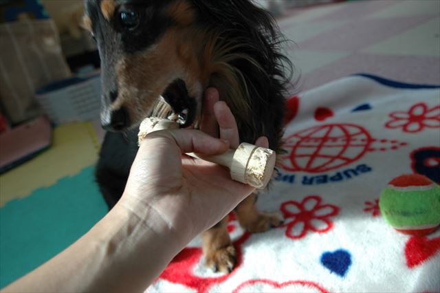 遊ぶ？ルパンの歯形がたくさんついたおもちゃ。今でも大事に取ってあるよ。