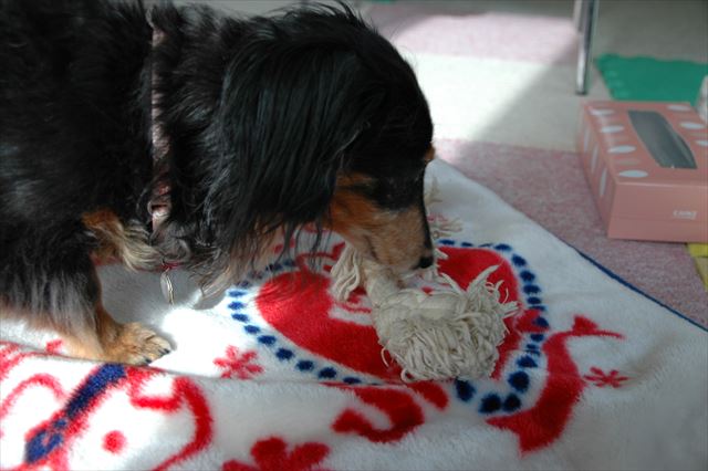 あ、そっちがいいの？　歯磨きロープね。