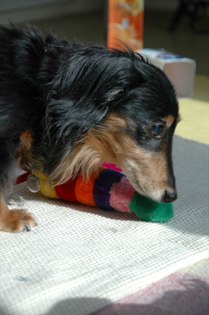 何か見つけたね！失明後も好奇心を失わない。ルパンはスゴイ子だった。