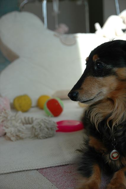 ルパンがいてくれたから毎日楽しかった。ありがとね。