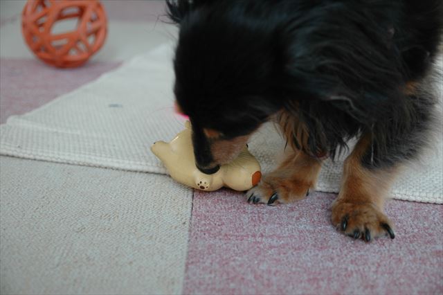 キューキュー鳴るおもちゃ。壊れて鳴らなくなるまで夢中で噛んでた。