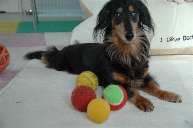 いいこだね。ご機嫌だね。ルパンはマットの上が大好きだったね。