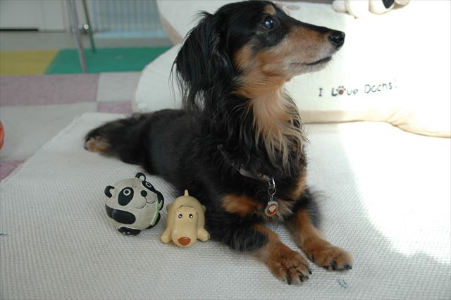 おりこうさん。ルパンはとってもとってもおりこうさん♪