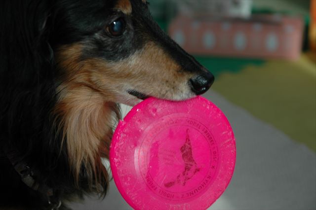 ありがと。持ってきてくれてありがと！