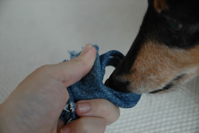 遊ぶ？中にドックフード入ってるよ。自分で出してごらん！