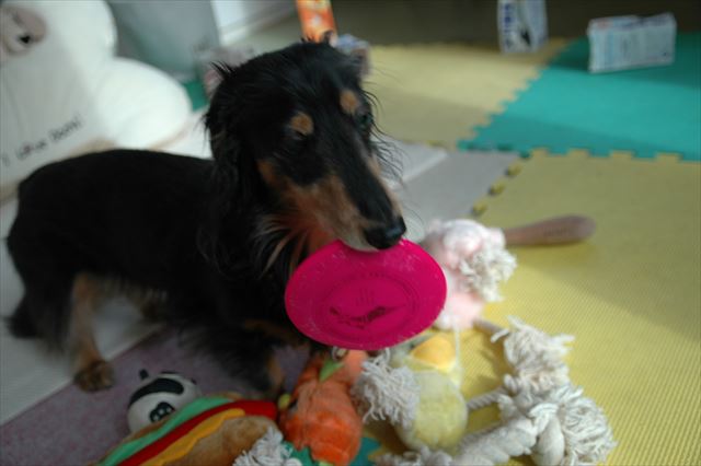 うふ。「あそぼ」って誘ってくれたの？