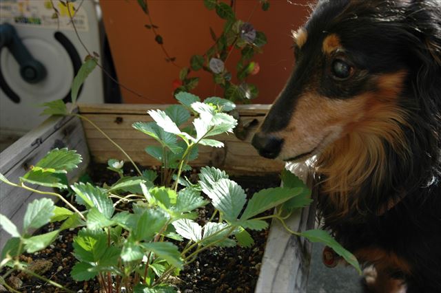 ルパンは賢いね。花はペッと出すんだよね。美味しいのだけ食べるんだよね。