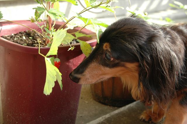 おっすごいね、見つけた？食べていいよ♪