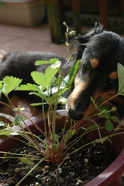 ルパンのために苺育てるの、最高に楽しかったんだよ。