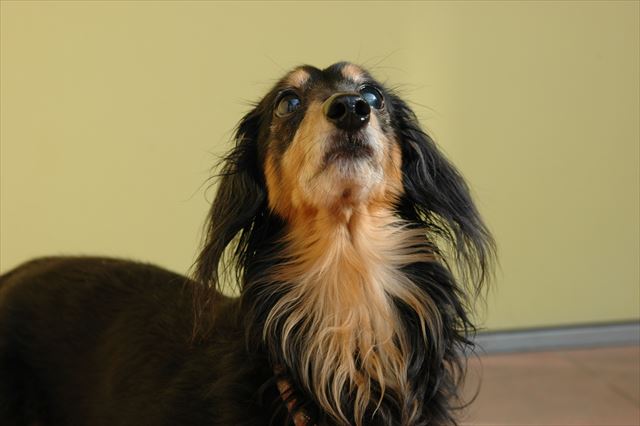 うんうん、わかってるって。ごほうび、だよね？