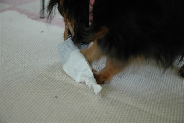 いっぱい遊んだね。毎日楽しかったね。