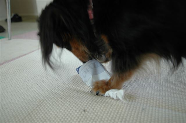 一生懸命に遊ぶルパンが大好き。