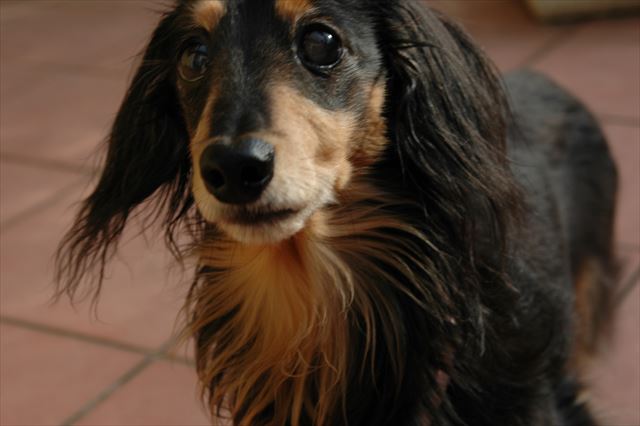 ルパン、大好きだよ・・。