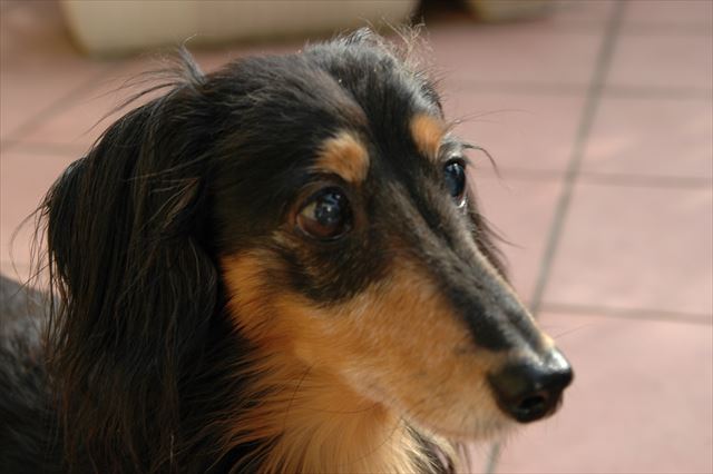 ルパン、大好き。ルパンの何もかもが大好き。