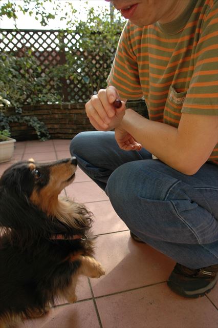 今年もブドウが実ったよ。ルパンに食べて欲しいんだよ！