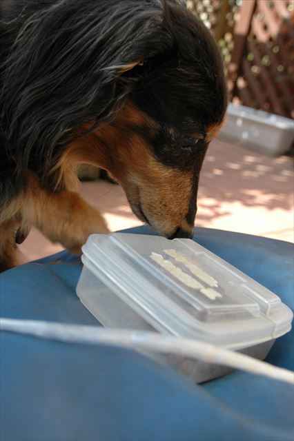 欲しいの？おすわりしてごらん♪