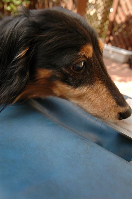 そうね、そこにドックフード入ってるね。