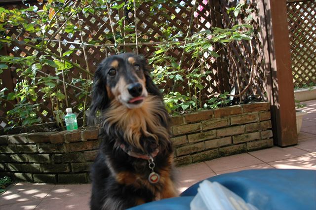 その顔はごほうび入れ、狙ってるな（笑）。