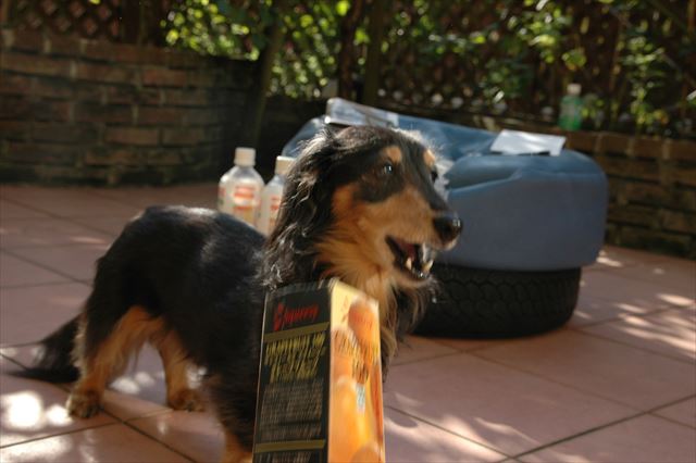 上手に出せたかな？ルパンはよく頑張る子だねぇ。