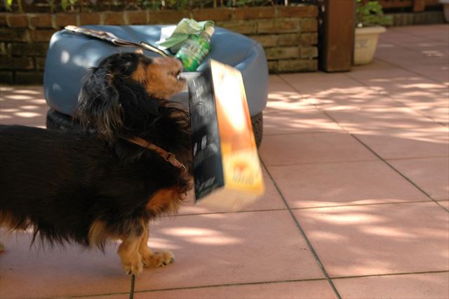 紙パックの中におやつ。くわえて飛ばしてルパン頭いいなぁ。