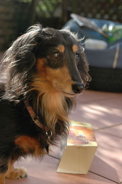 西日をあびて。今日もよく遊んだね。