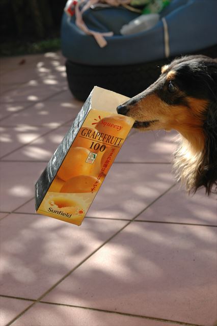 上手上手。うまくおやつ出せるかな。